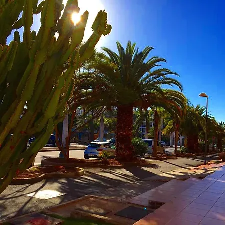 Las Olas Palm-mar